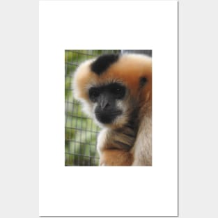 White-cheeked gibbon Posters and Art
